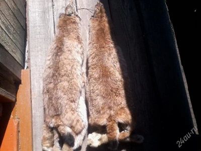 Лот: 867146. Фото: 1. продам шкуры рыси. Другое (охота)