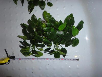 Лот: 2982842. Фото: 1. Анубиас большой куст 250 руб в... Водные растения
