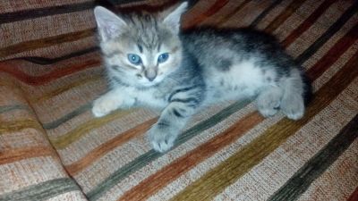 Лот: 7309153. Фото: 1. Продам котенка кошечку. Кошки, котята