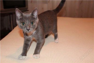 Лот: 1952730. Фото: 1. Отдам красивого котенка в добрые... Кошки, котята