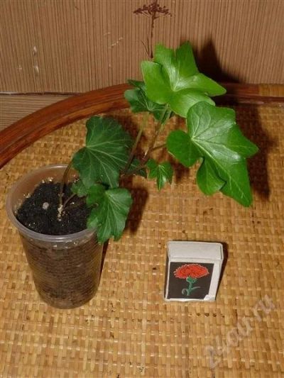 Лот: 540298. Фото: 1. Плющ Hedera helix ‘Brigitte’. Горшечные растения и комнатные цветы