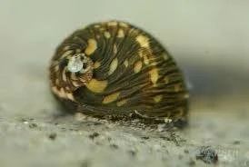 Лот: 781979. Фото: 1. Assorted Mini Snail. Моллюски, ракообразные, кораллы
