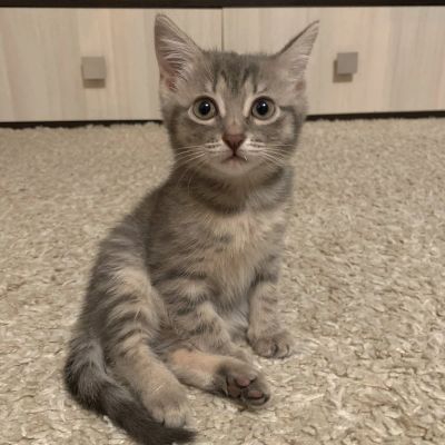 Лот: 16938004. Фото: 1. Коте. Корма