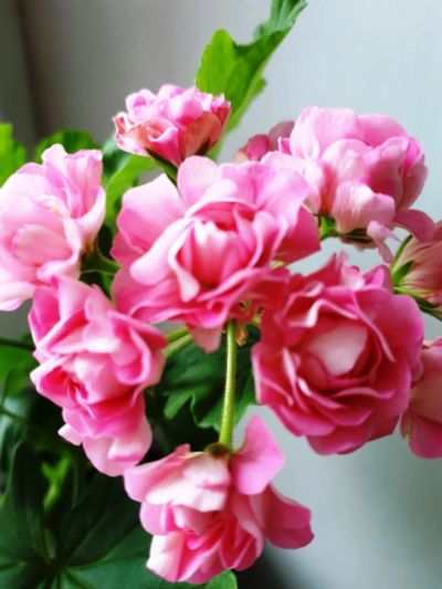 Лот: 14715401. Фото: 1. Пеларгония Australian Pink Rosebud... Горшечные растения и комнатные цветы
