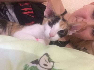 Лот: 12635763. Фото: 1. Кошечка Сфинкс. Кошки, котята