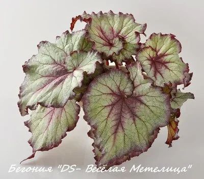 Лот: 17287088. Фото: 1. Бегония "DS-Веселая Метелица... Горшечные растения и комнатные цветы