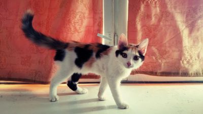 Лот: 4309498. Фото: 1. Котенок-девочка. Кошки, котята