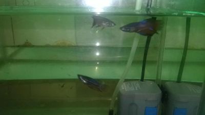 Лот: 9628843. Фото: 1. 3 рыбки петушок Betta . 1 самец... Рыбки