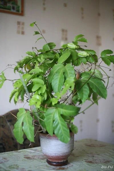 Лот: 8194309. Фото: 1. Маракуйя (пассифлора, passiflora... Горшечные растения и комнатные цветы