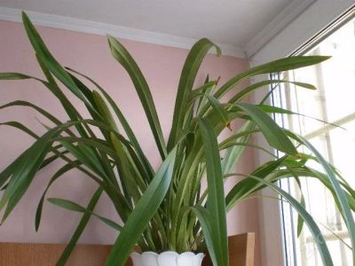 Лот: 1480413. Фото: 1. Орхидея Цимбидиум. Горшечные растения и комнатные цветы