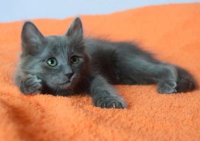 Лот: 7102661. Фото: 1. Отдам шикарного котёнка в добрые... Кошки, котята