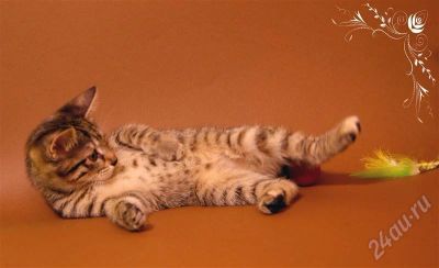 Лот: 685799. Фото: 1. Курильский бобтейл - Дара Э.С... Остальные животные