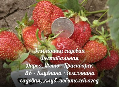 Лот: 4366762. Фото: 1. Усики Клубники (Земляники садовой... Другое (семена, рассада, садовые растения)