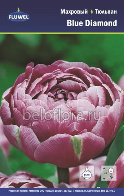 Лот: 6187833. Фото: 1. Тюльпан Blue Diamond. Луковица. Другое (семена, рассада, садовые растения)
