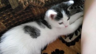 Лот: 7667291. Фото: 1. Котёнок, 2 месяца. В хорошие руки. Кошки, котята