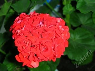Лот: 5632127. Фото: 1. Пеларгония Rosebud. Горшечные растения и комнатные цветы