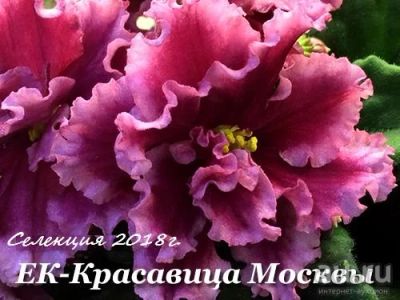 Лот: 16435741. Фото: 1. "ЕК-Красавица Москвы"-Фиалка Новинка... Горшечные растения и комнатные цветы