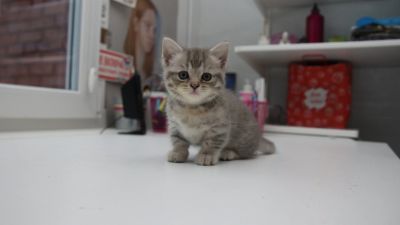 Лот: 14409795. Фото: 1. Манчкин котята. Кошки, котята