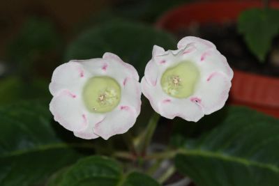 Лот: 3138585. Фото: 1. Глоксиния 16. Горшечные растения и комнатные цветы