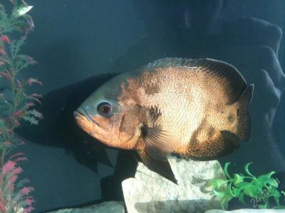 Лот: 2104593. Фото: 1. Астронотус. Рыбки