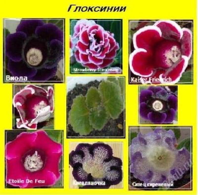 Лот: 1649164. Фото: 1. Распродажа !!!...Глоксиния...Смесь... Горшечные растения и комнатные цветы