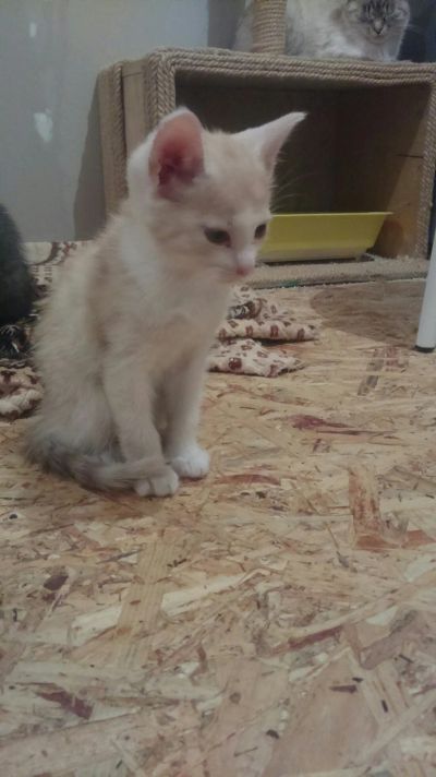 Лот: 12484533. Фото: 1. отдам котят. Кошки, котята