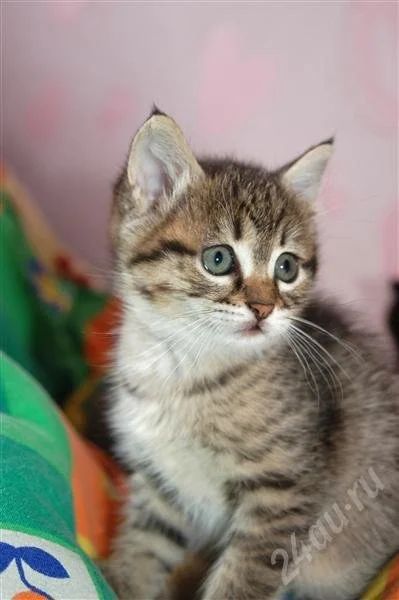 Лот: 523473. Фото: 1. котята только в самые добрые руки... Остальные животные