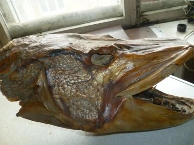 Лот: 6330382. Фото: 1. Голова щуки. Разное