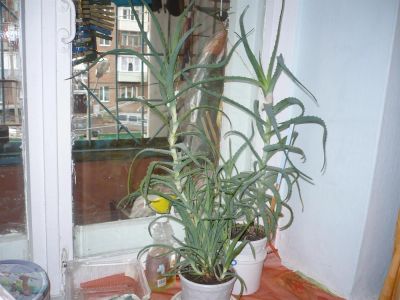 Лот: 3411610. Фото: 1. Алоэ. Горшечные растения и комнатные цветы