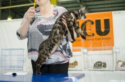 Лот: 4935319. Фото: 1. Бенгальский котенок, чудо малышка... Кошки, котята
