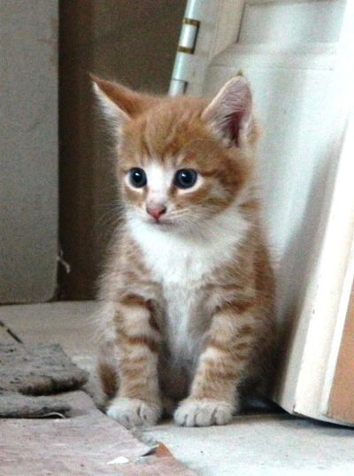 Лот: 2976291. Фото: 1. Красивый милый рыженький котенок... Кошки, котята