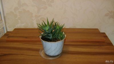 Лот: 7278783. Фото: 1. Хавортия. Горшечные растения и комнатные цветы