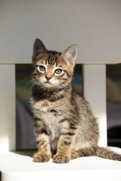 Лот: 11358001. Фото: 1. Красивый котенок. Кошки, котята
