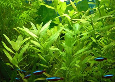 Лот: 5288594. Фото: 1. Гигрофила многосеменная ( Hygrophila... Водные растения