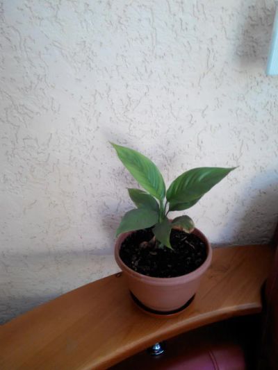 Лот: 6452762. Фото: 1. спатифилиум. Горшечные растения и комнатные цветы