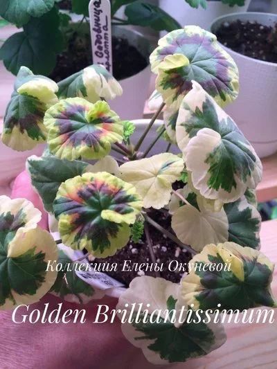 Лот: 14831764. Фото: 1. Пеларгония Golden Brilliantissimum. Горшечные растения и комнатные цветы