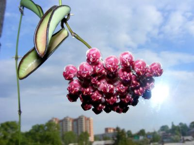 Лот: 25225892. Фото: 1. Хойя Вайети 4 черенка. Горшечные растения и комнатные цветы