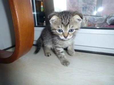 Лот: 5366620. Фото: 1. вислоухий шотландец-3. Кошки, котята