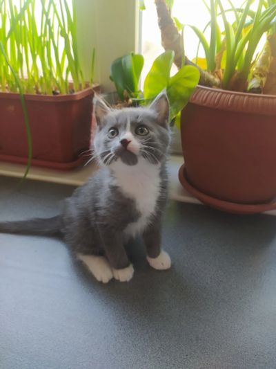 Лот: 19563630. Фото: 1. Котята. Кошки, котята
