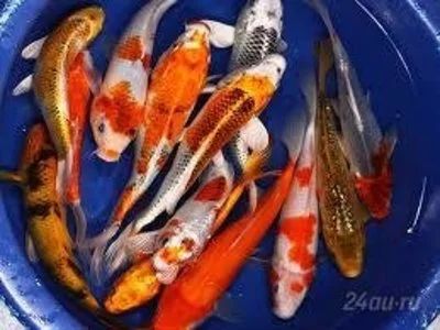 Лот: 5455681. Фото: 1. Карп Кои японский (Japanese Koi... Рыбки
