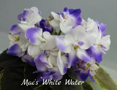 Лот: 5210686. Фото: 1. Минифиалка сортовая Mac's White... Горшечные растения и комнатные цветы