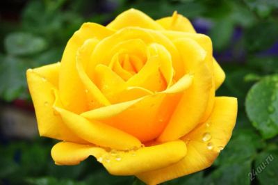Лот: 6750784. Фото: 1. Роза желтая 50 см. Лот 483. Свежие цветы