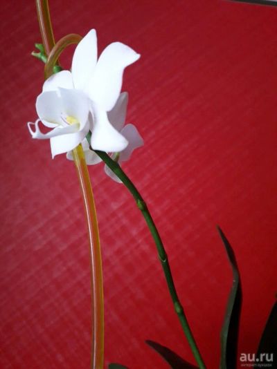 Лот: 12963633. Фото: 1. Орхидея мини. Горшечные растения и комнатные цветы