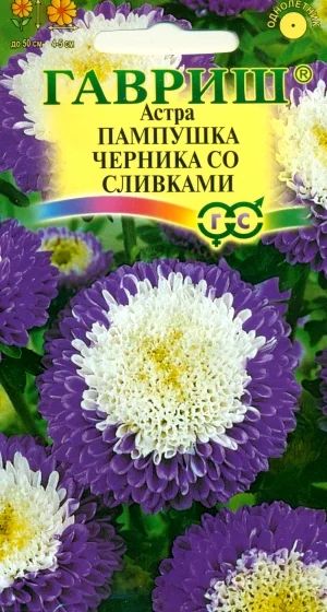 Лот: 3706609. Фото: 1. Астра Пампушка черника со сливками... Другое (семена, рассада, садовые растения)