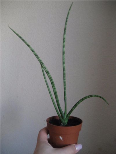 Лот: 7038917. Фото: 1. Сансевьера цилиндрическая Sansevieria... Горшечные растения и комнатные цветы