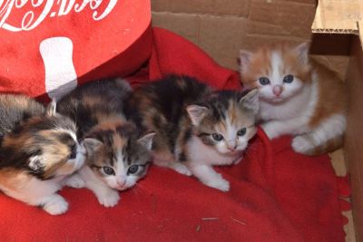 Лот: 8369941. Фото: 1. Котята в добрые руки. Кошки, котята