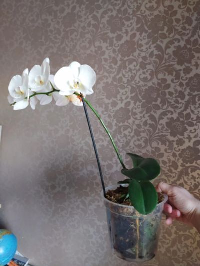 Лот: 17068254. Фото: 1. Орхидея фаленопсис. Горшечные растения и комнатные цветы
