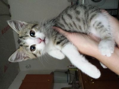 Лот: 4626200. Фото: 1. Британские котята бесплатно. Кошки, котята