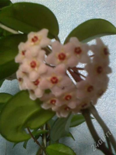 Лот: 980339. Фото: 1. Хойя Карноза - черенок укорененный. Горшечные растения и комнатные цветы