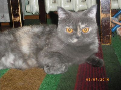 Лот: 5709846. Фото: 1. Ищу кота перса для вязки. Другие (услуги)